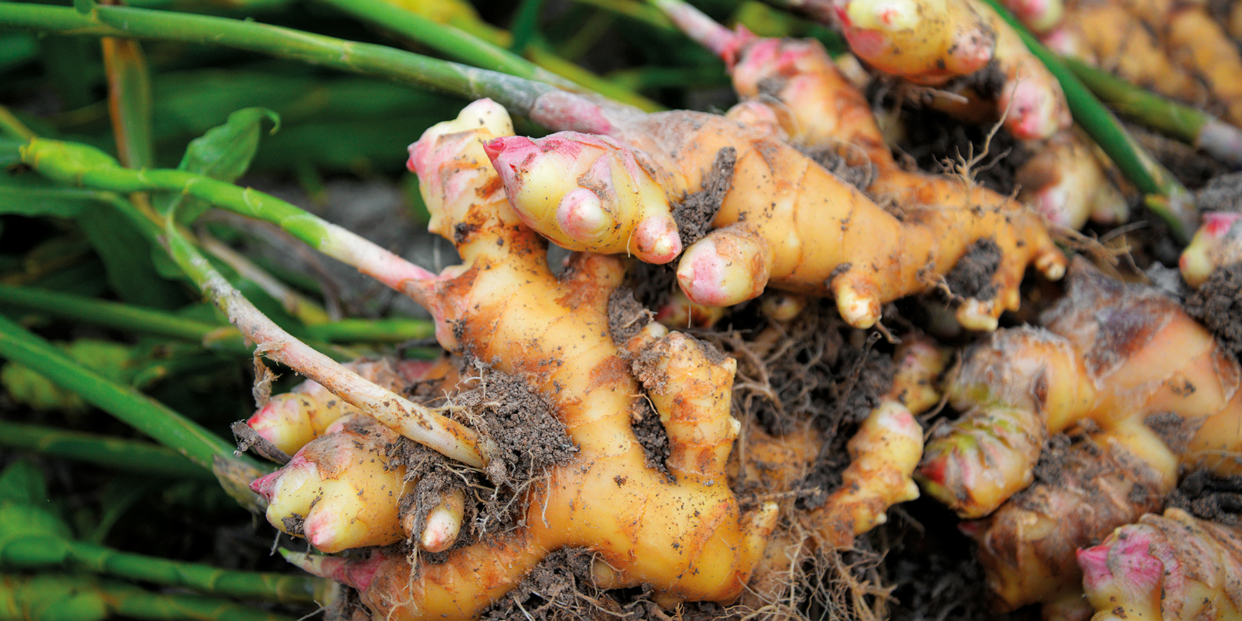 Ingwer: Die Magie der Wunderwurzel